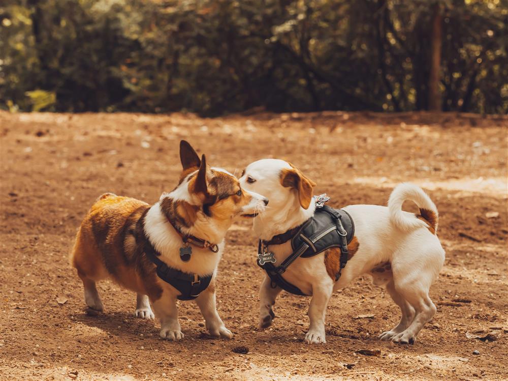 Good Social Dog Park